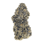 WOODY NELSON | GASTRO POP | 14G