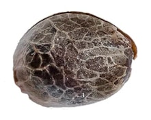 34 STREET SEED CO. : MUSKOKA KUSH