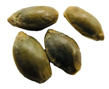 ERBACEOUS : D3NALI (4 SEEDS)