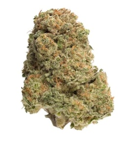 HOMESTEAD - HOMESTEAD : BANDWAGON INDICA 7G