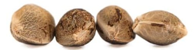 Tweed - Bakerstreet - 4 Seeds