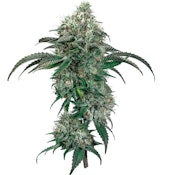 LEMON TARTZ SMALLS 7g