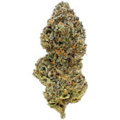 Jealousy x Biscotti  7g Dried Flower