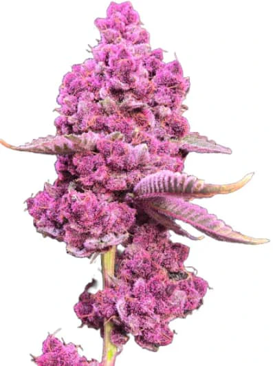 SHUCANNA - SHUCANNA :  Shucanna Tropical Cherry 7g Main Image
