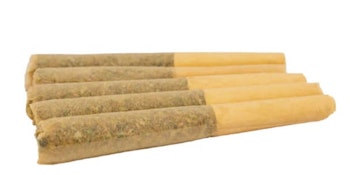 CHARLOTTE'S GLUE  - 5 x 0.5g