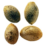 Cannabis Cup Multi-pack - Feminized Auto-flower (Weathered Islands) (4 seeds)