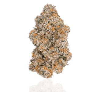 ALWAYS HI - DURBAN POISON 14G