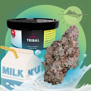 Tribal - PORTO LECHE - TRIBAL - 3.5G