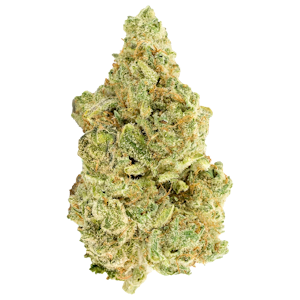 Versus - WHITE WIDOW 7G