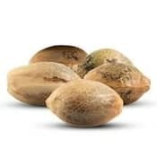 Golden Melons (Feminized) 5 pack of seeds