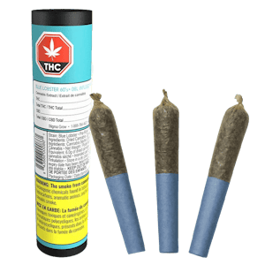 Dab Bods - Blue Lobster 60's