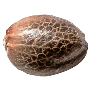 34 Street Seed Co. - 34 Street Seed Co. - Chocolate Kush - 5 Pack