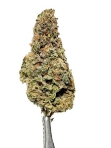 Salt Spring Magic - ZEUS - 3.5