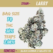 Larry 7g Dried Flower - MTL (BLACK DOMINA X GELATO 33)