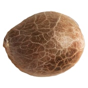 Jack Herer  | 5 Pack