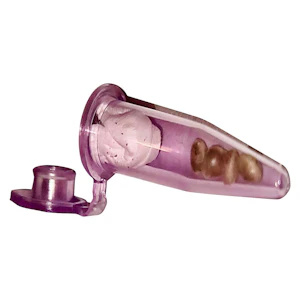 Trichome Hills Corp x Speedwagon Industries - Chronic Tonic x Zombie Kush 4 Pack Seeds