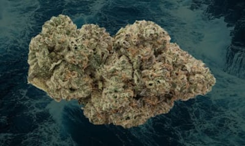 Seaweed Cannabis - Red Velvet Ice Cream Craft 3.5g Dried Flower by Seaweed Cannabis