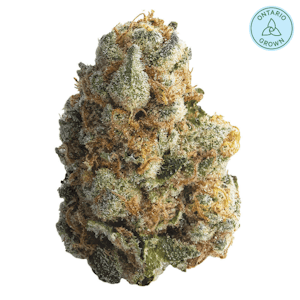 Spinach - GMO Cookies - 3.5g