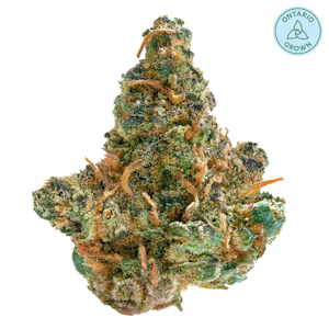 Spinach - Frosted Cream Puffs 3.5g