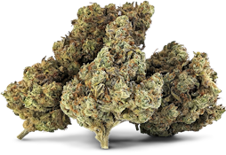 ENERGIZER BUNNIES - 7