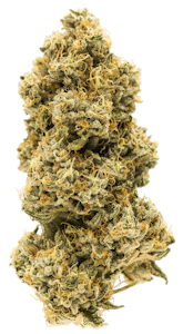 Carmel - Animal Face 7g Dried Flower