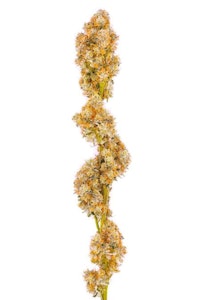 Greencraft Cannabis - 7g Galactic Cake Indica 7g *Grown In Dauphin