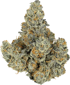 Natural History - Natural History - Mid Range Trips+ (GastroPop) | 7g