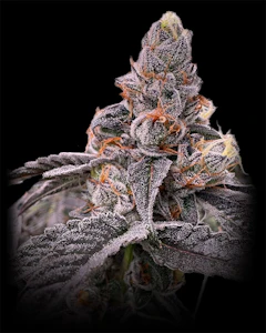 The Kitchen - The Kitchen Kadillac Rainbow 3.5g