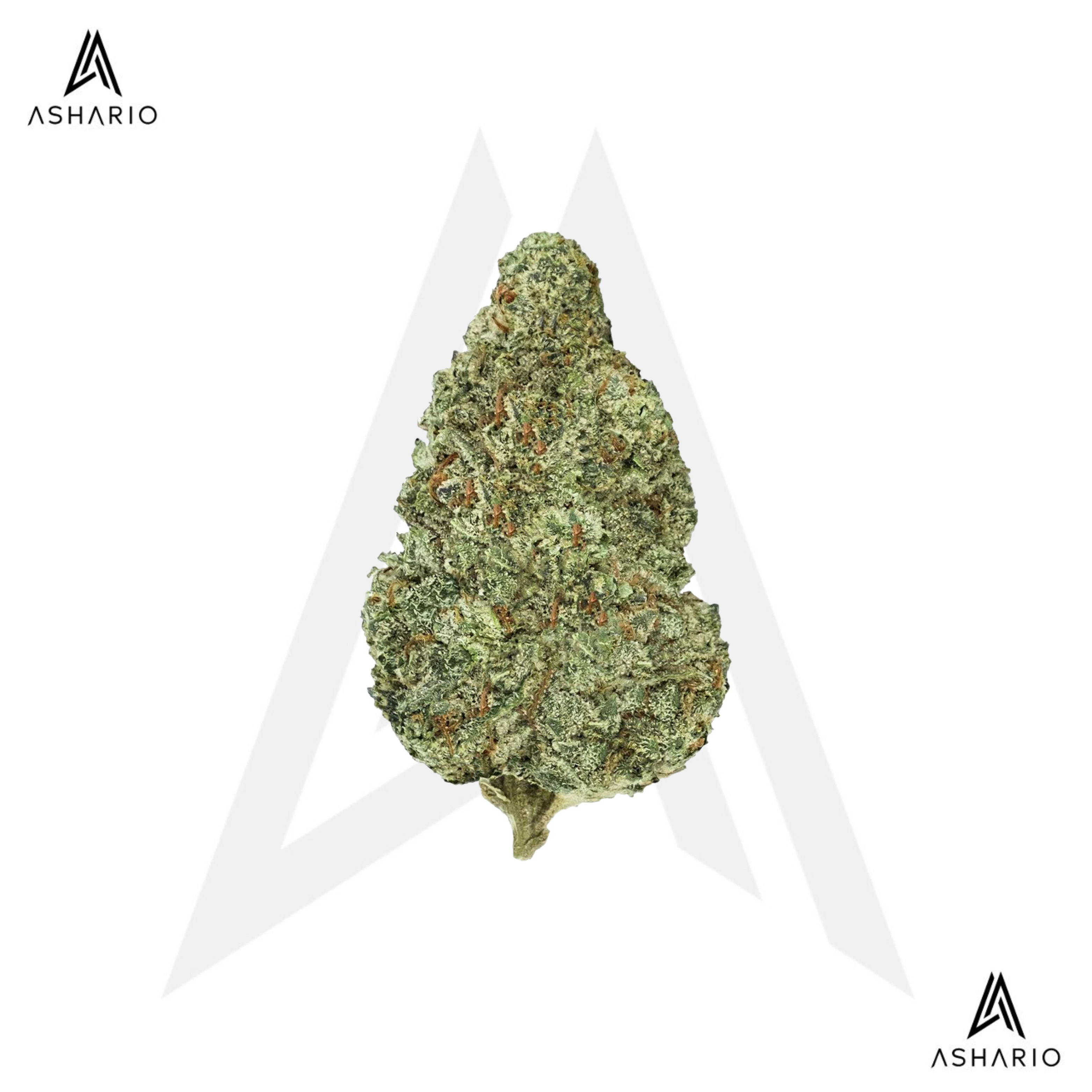 BACK FORTY - Chemzilla | 14g Main Image