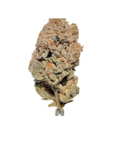 Salt Spring Magic - HIPPIE DIESEL LTO - 3.5 GRAMS