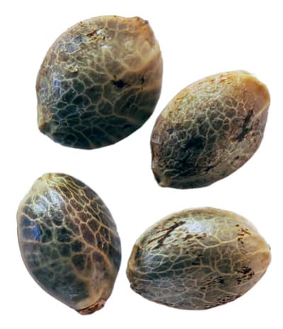 WEATHERES ISLANDS CANNABIS | PURPLE ROMULAN FAST FLOWERING FEMINIZED SEEDS - 4