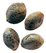 WEATHERES ISLANDS CANNABIS | PURPLE ROMULAN FAST FLOWERING FEMINIZED SEEDS - 4