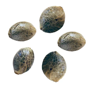 Happy Hour - WILD STRAWBERRY AUTO SEEDS - 5