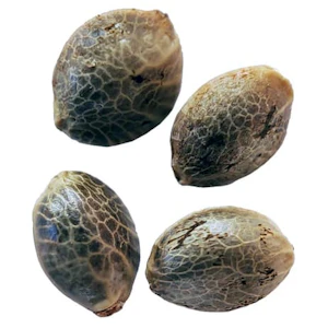 Weathered Islands Craft Cannabis - COASTAL FOG AUTOFLOWER FEMINIZED SEEDS - 4