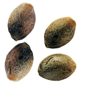 Weathered Islands Craft Cannabis - PURPLE ROMULAN FAST FLOWERING FEMINIZED SEEDS - 4