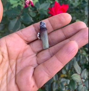 SweetChibaBaby - SweetChibaBaby Roach Lapel Pin