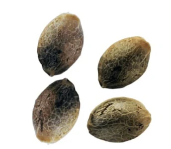 Weathered Islands Craft Cannabis - PURPLE ROMULAN FAST FLOWERING FEMINIZED SEEDS - 4Pk