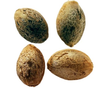 Weathered Islands Craft Cannabis - Foggy Dreams Feminized Autoflower - 4x1