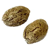 Modified Animal Cookies - Feminized-1 pack