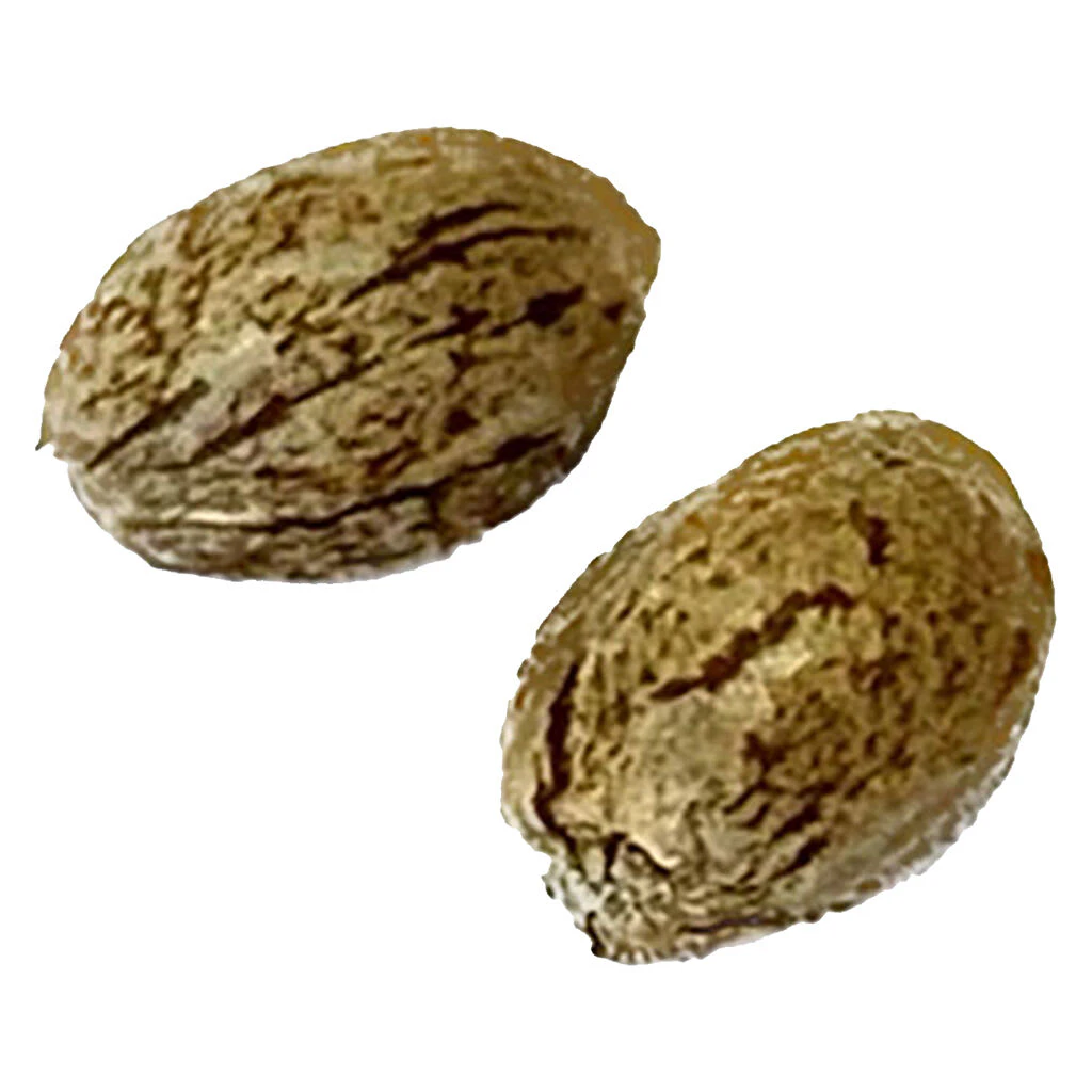 clone collector seed bank - Modified Animal Cookies - Feminized-1 pack Main Image