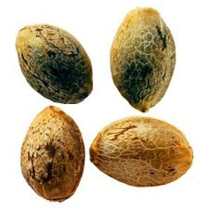 Weathered Islands Craft Cannabis - Cannabis Cup (Feminized Autoflower) Variety Pack Seeds 2x2 (4 Pack of Seeds) Weathered Island Craft Cannabis