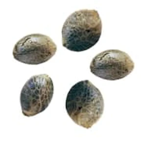 Happy Hour - Wild Strawberry - 5 PK