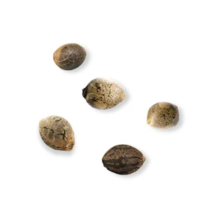 HomeGrow with Freedom - Silver Haze (Feminaized Auto-flower) 5 Pack Seeds