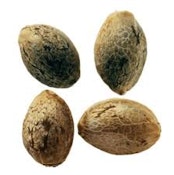 FOGGY DREAMS AUTOFLOWER FEMINIZED SEED 4 Pk