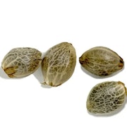 Weathered Islands seeds --- Salish CBD x Timewarp Dream Seeds