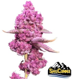 ShuCanna - Tropical Cherry | ShuCanna 3.5g Flower | Elevate