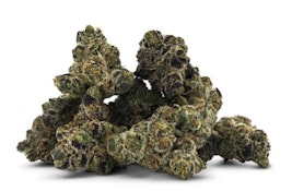 PERMANENT-LEE HI - 7g