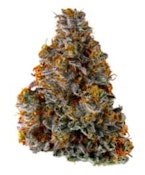 DEALR | HANNIBAL NECTAR 7g.