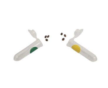 Kootenay Aeroponic Inc. - Slap Daddy & Chocolate Zushi Variety Pack Seeds - Slap Daddy x3 units & Chocolate Zushi x3 Units