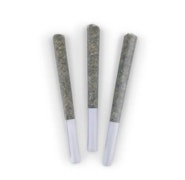 GREAT WHITE SHARK PRE-ROLLS - 1.5